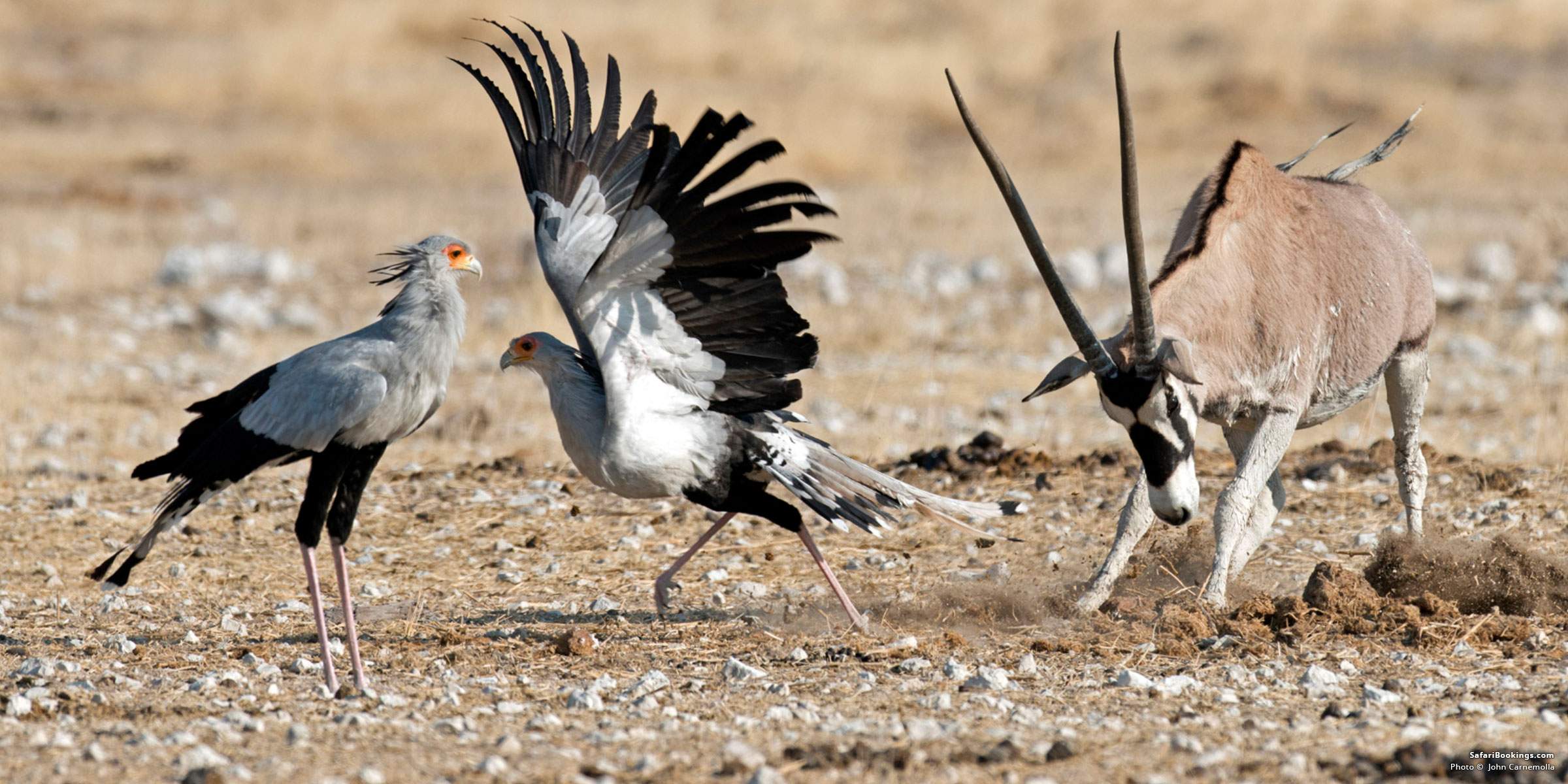 Secretary Bird