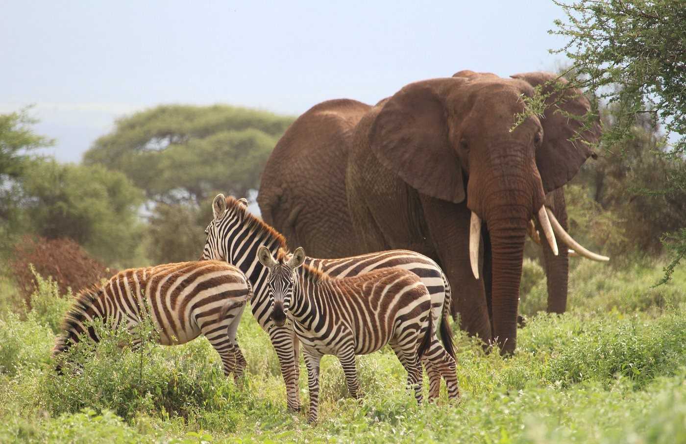 Zebra in Amboseli