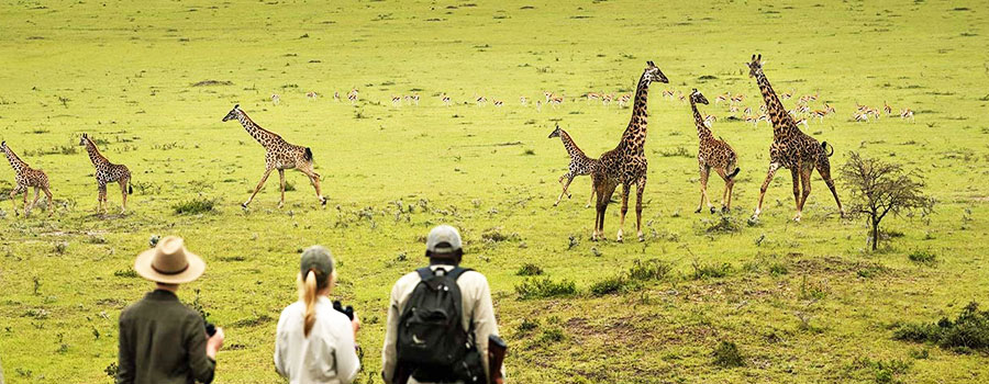 Walking Safari