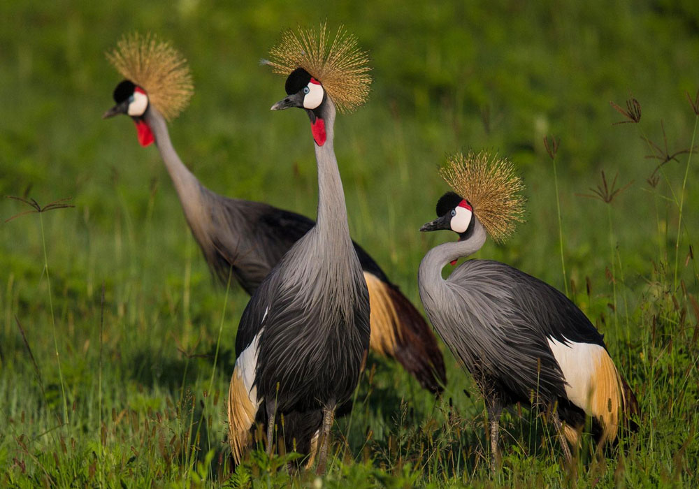 Birdwatching in Tanzania
