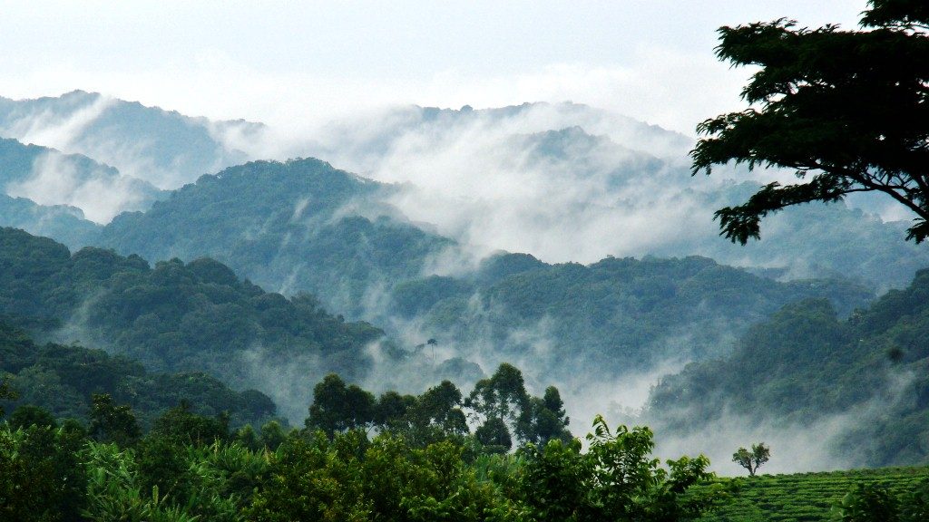 Bwindi Forest
