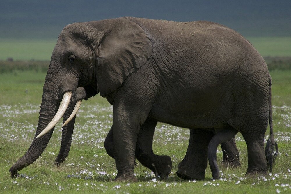 Elephant