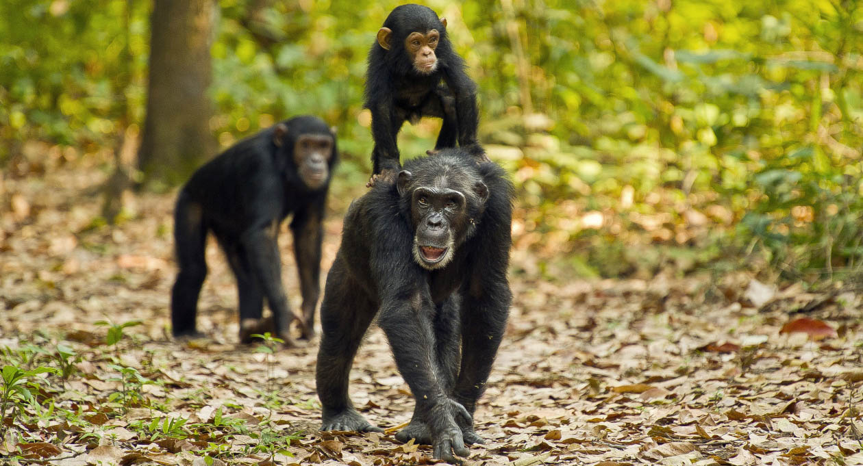 Wild Chimpanzee