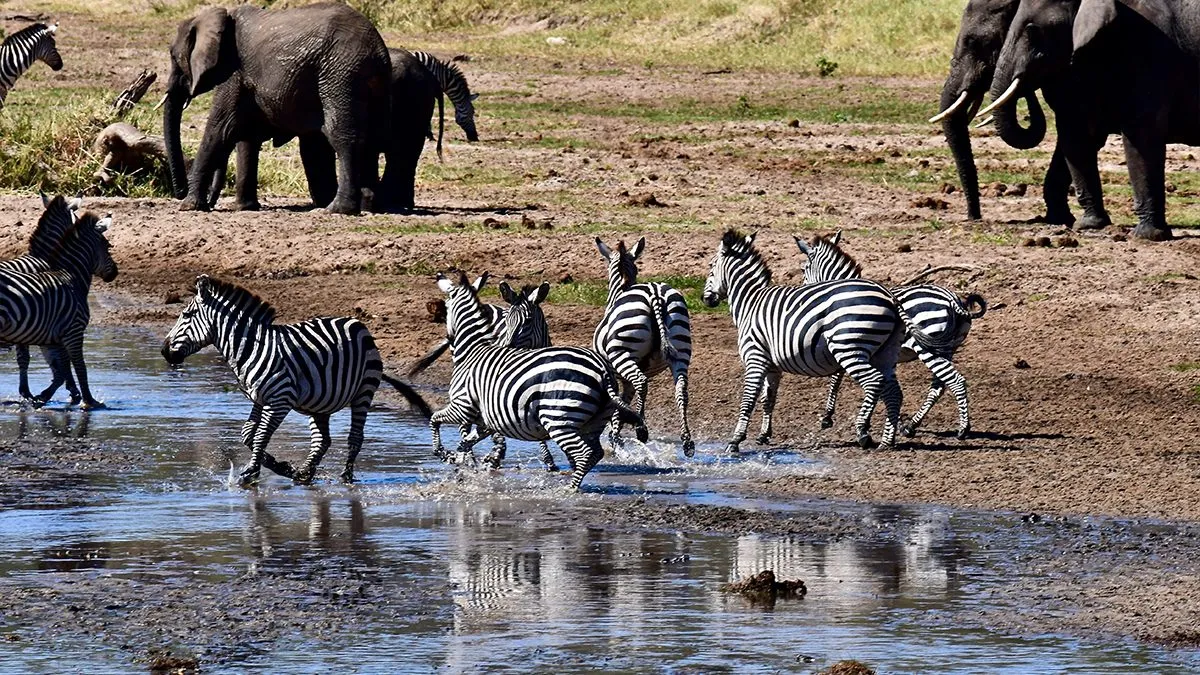 8 Day Northern Circuit safari