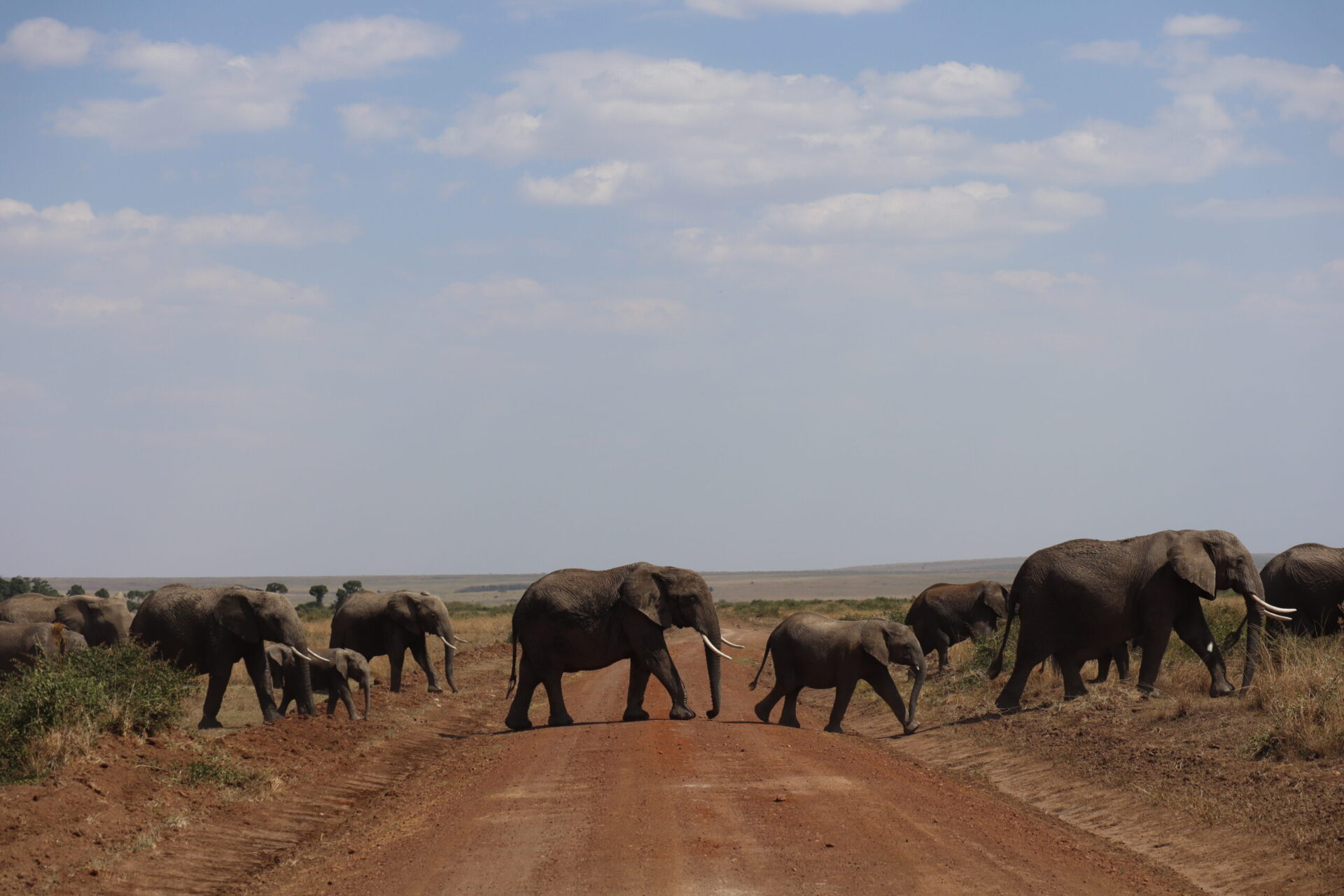 Elephant