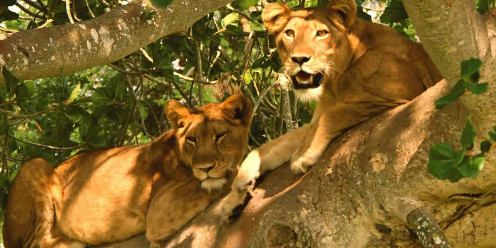Tree-Climbing Lion