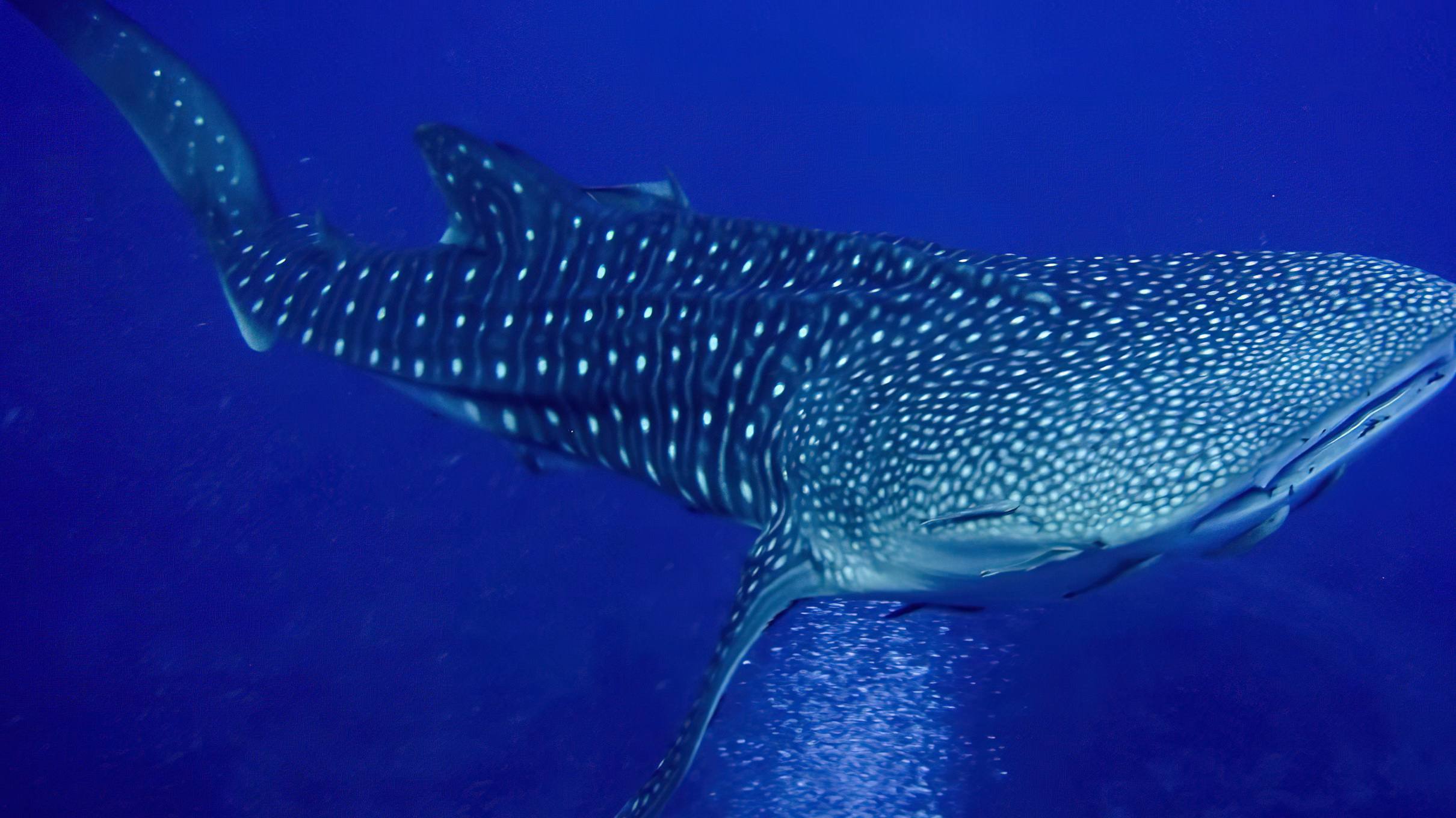 Whale Shark