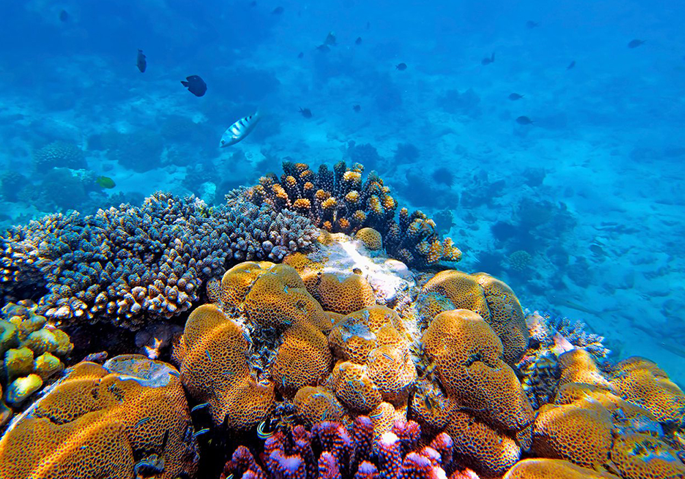 Coral Reef