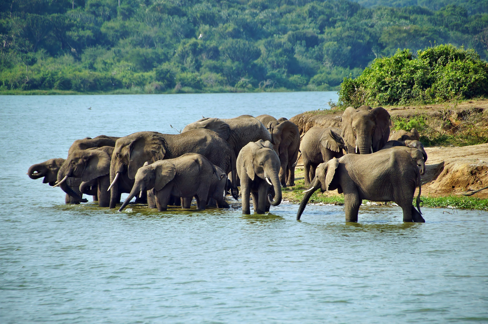 Elephant Herd