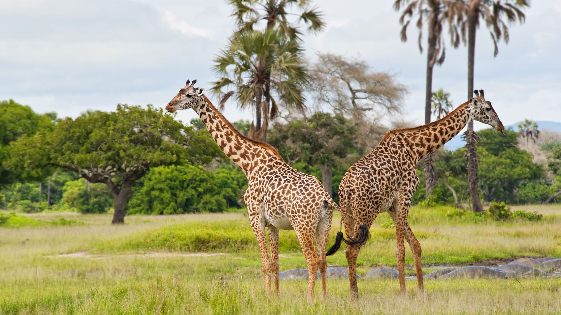 6 Day Serengeti and Ngorongoro safari