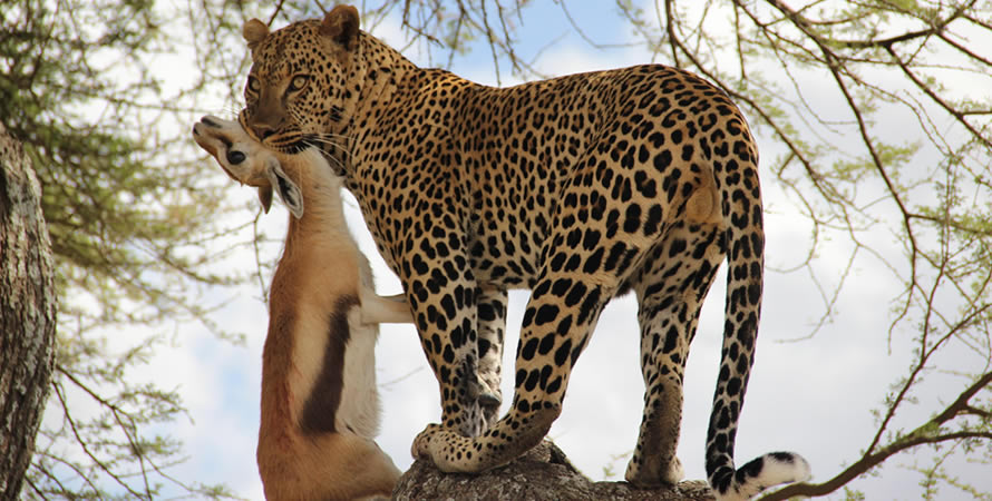Leopard