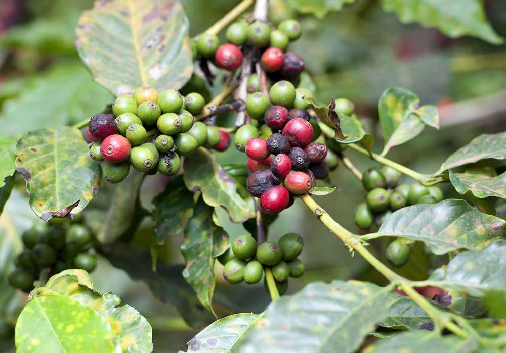 Coffee Plantation