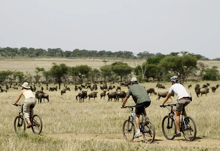 Cycling safari