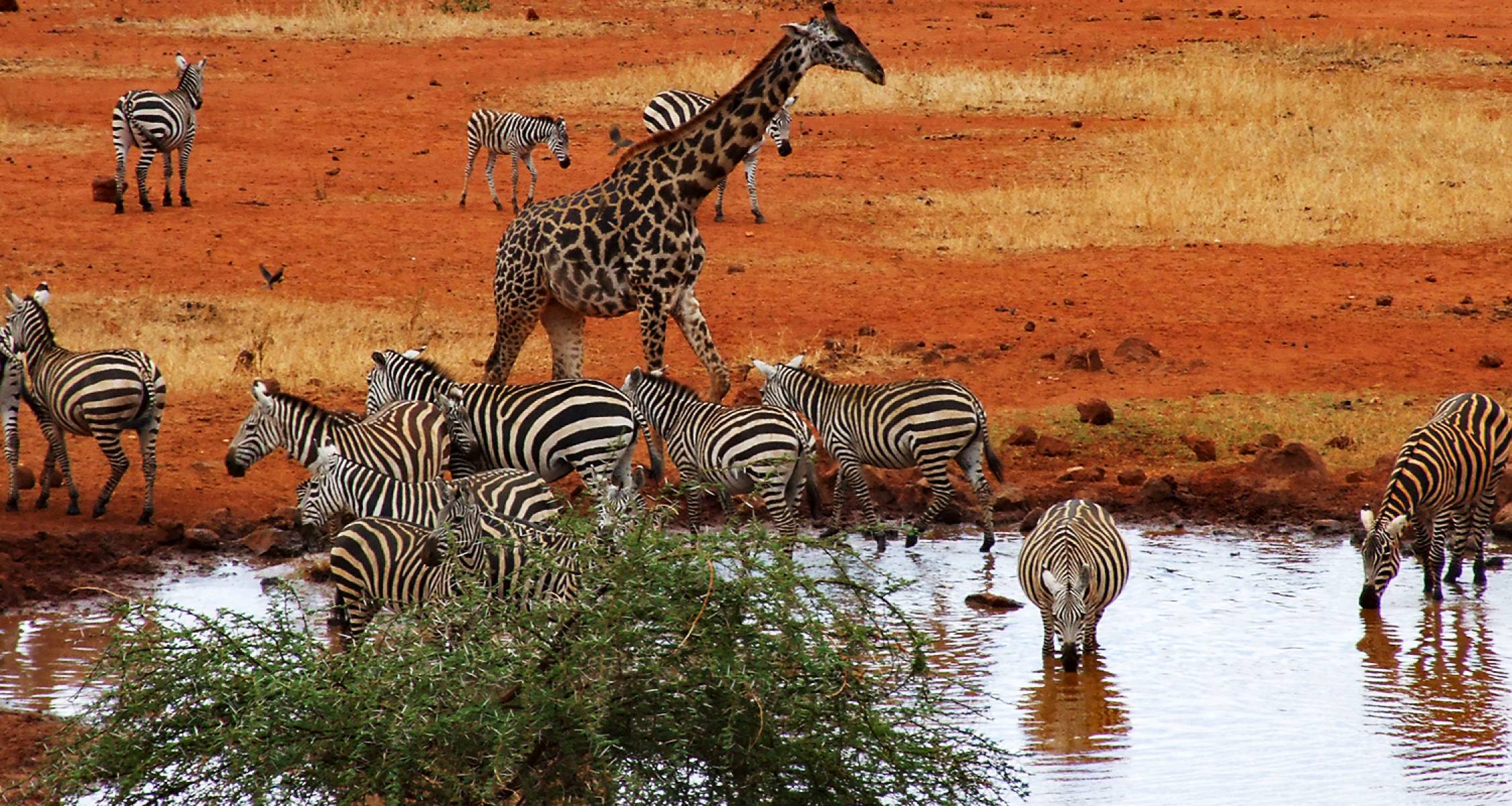 Tsavo National Park
