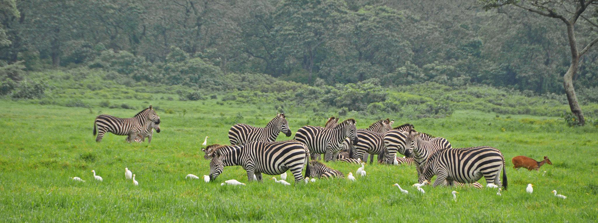 Giraffe in Arusha NP