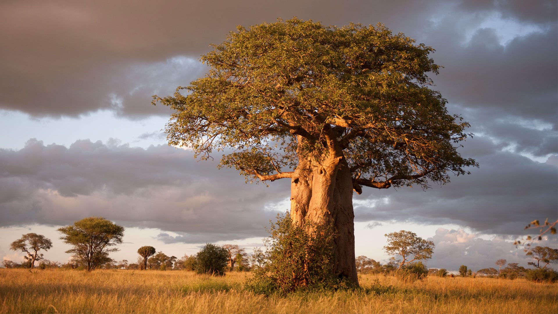 Ancient Baobab