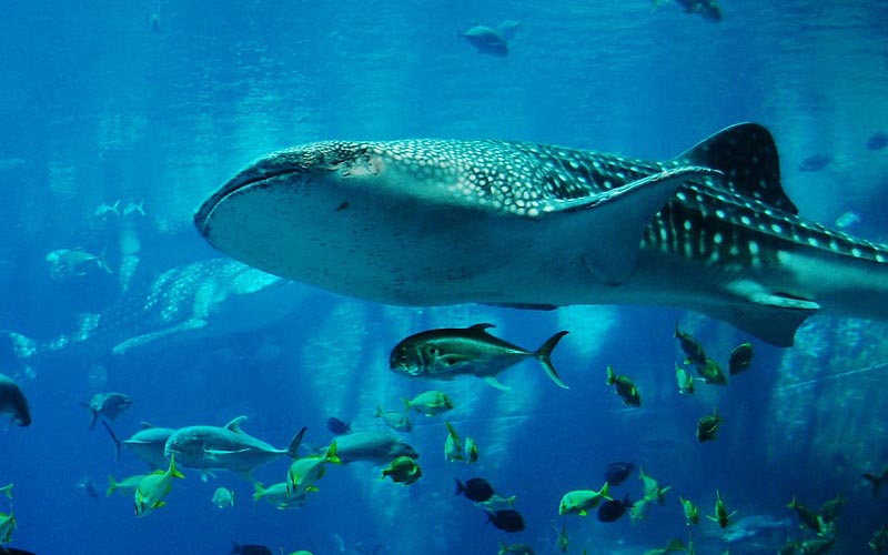 Marine Life