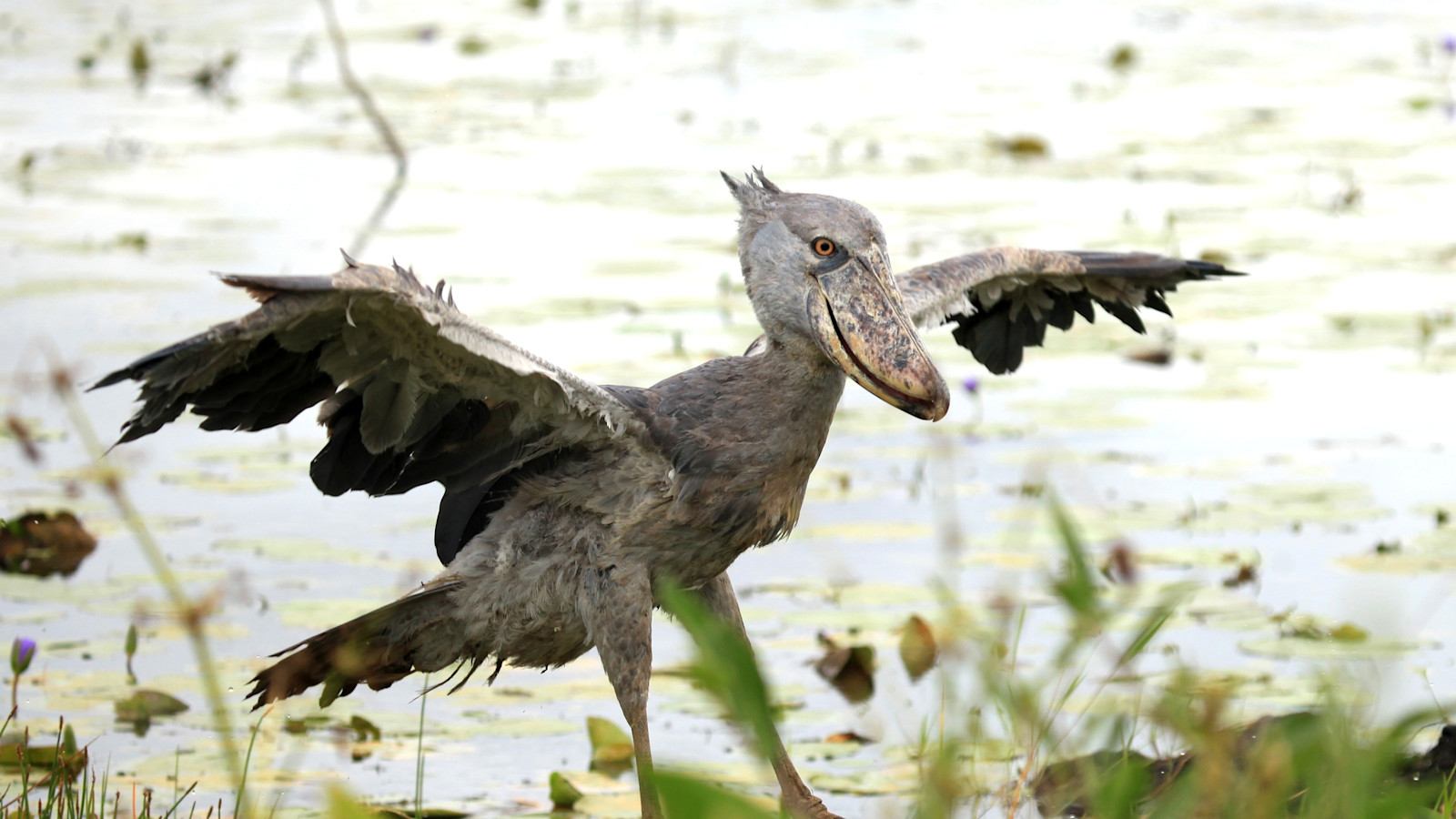 Shoebill