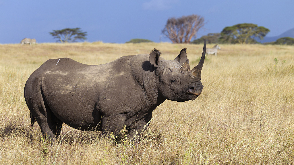 Rhino