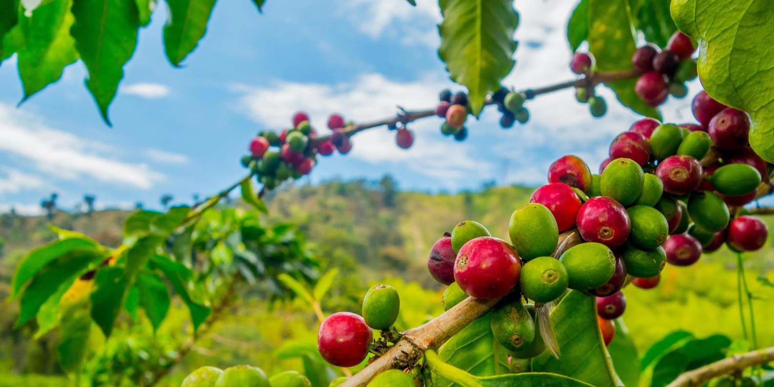 Chagga Coffee