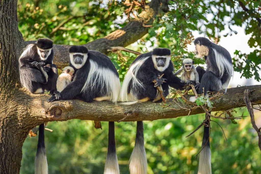 Colobus Monkey