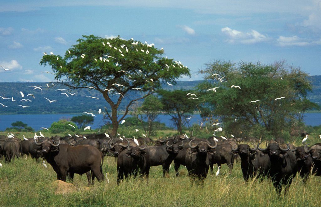 Guided game drive in Tanzania