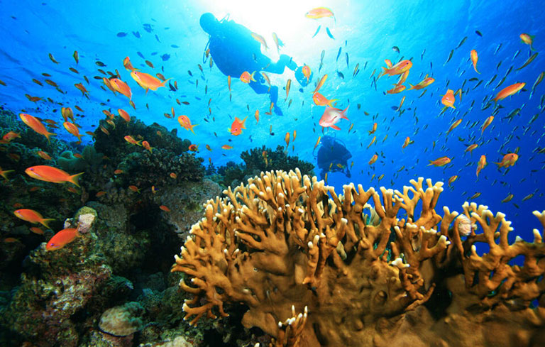 Coral Reef