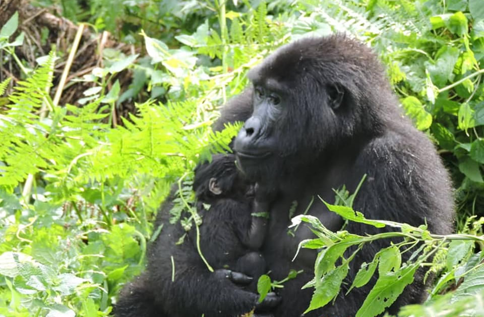 Gorilla with Baby