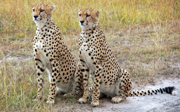 7 Day Northern Circuit safari