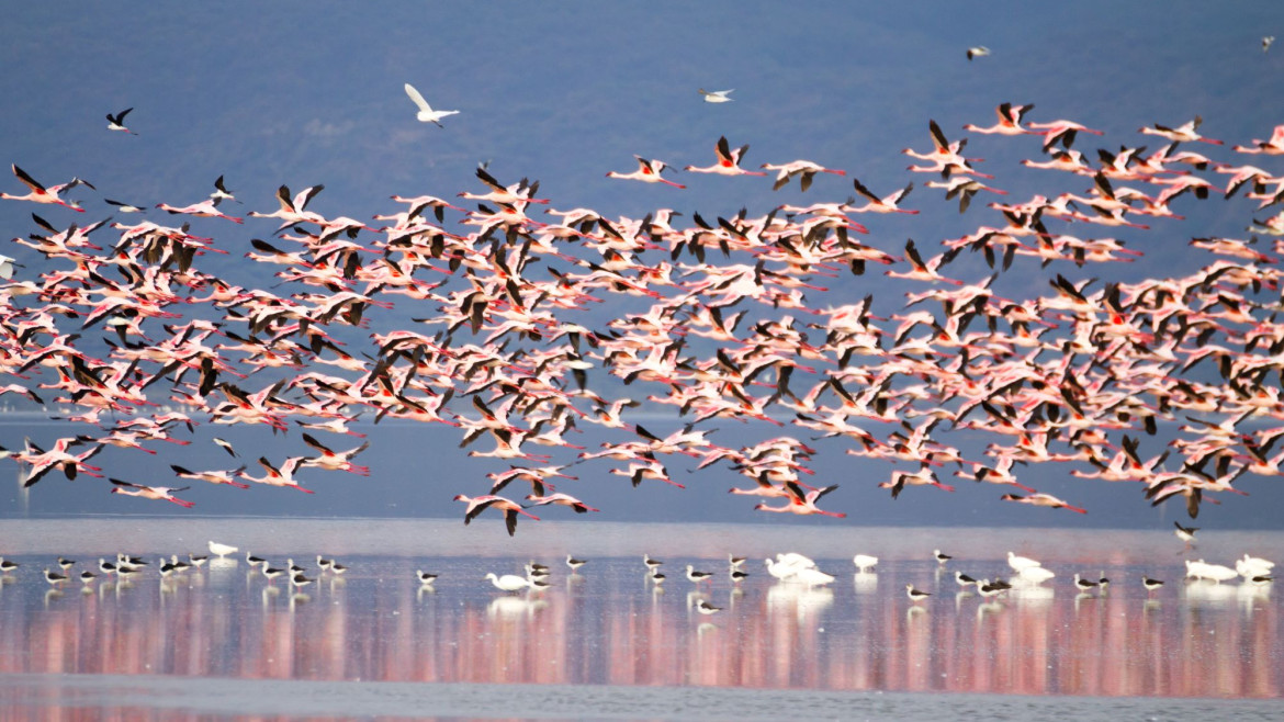 Flamingos