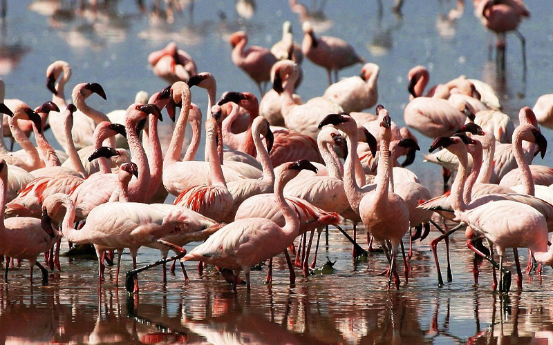 Flamingos