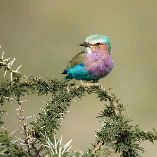 Lilac-breasted Roller