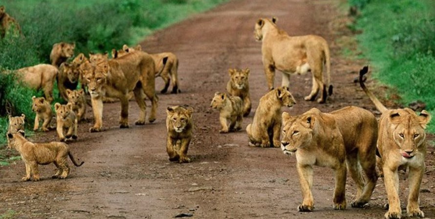 Lion Pride