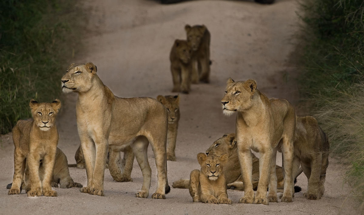 Lion