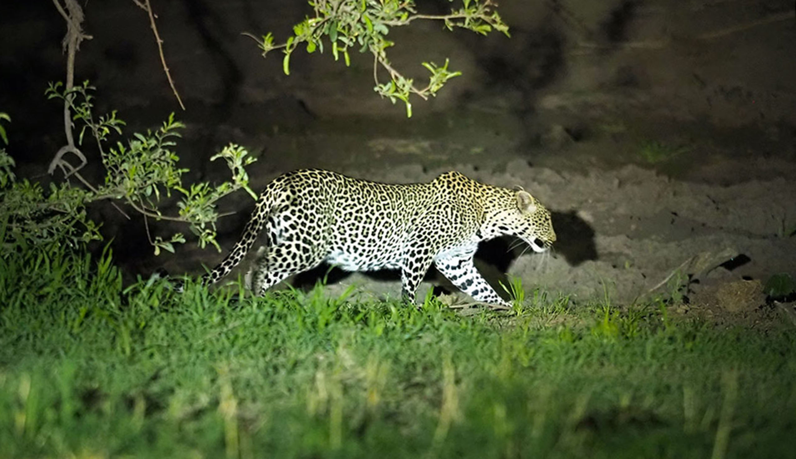 Safari