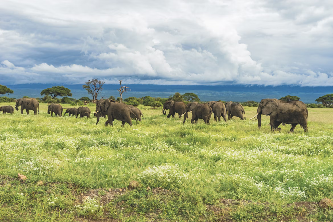 Elephant