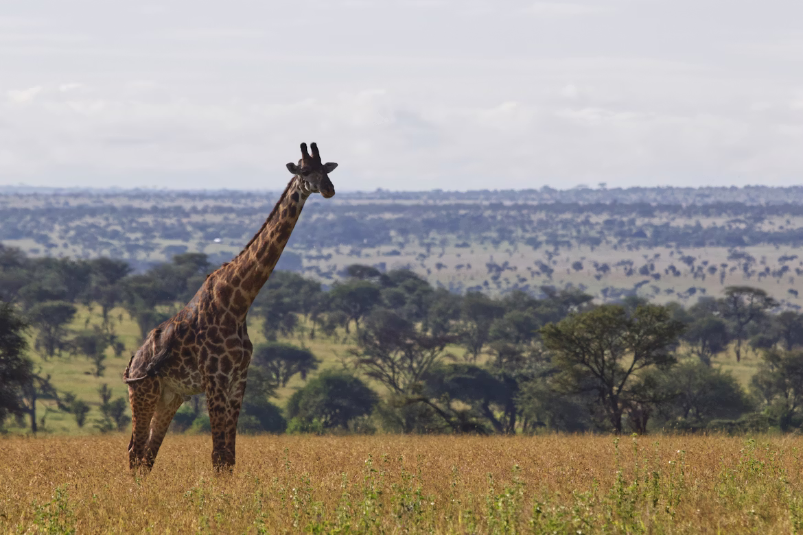 Giraffe