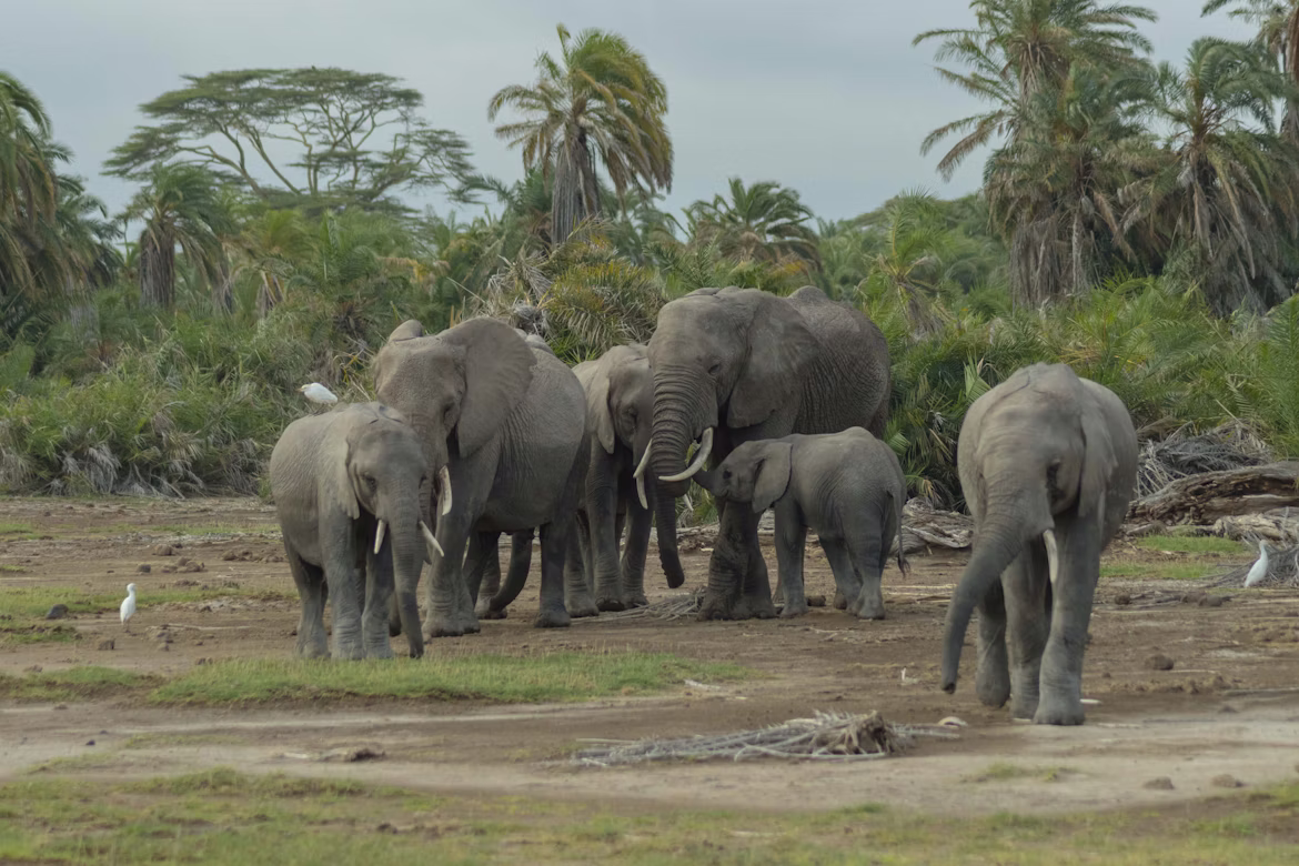Elephants in Amboseli