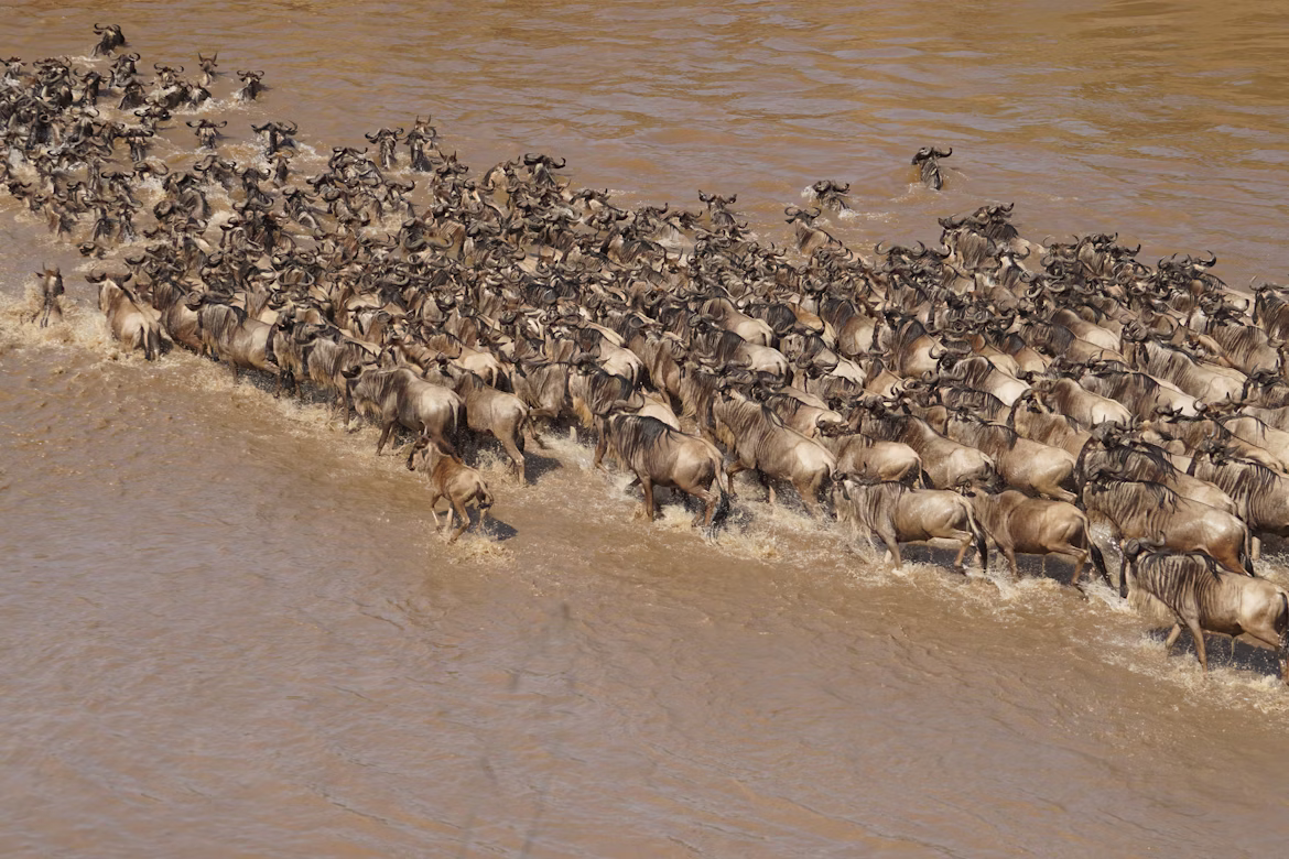 Great Migration