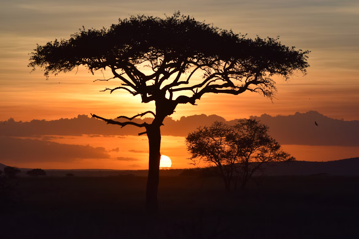 Kenya and Uganda Safari Landscape