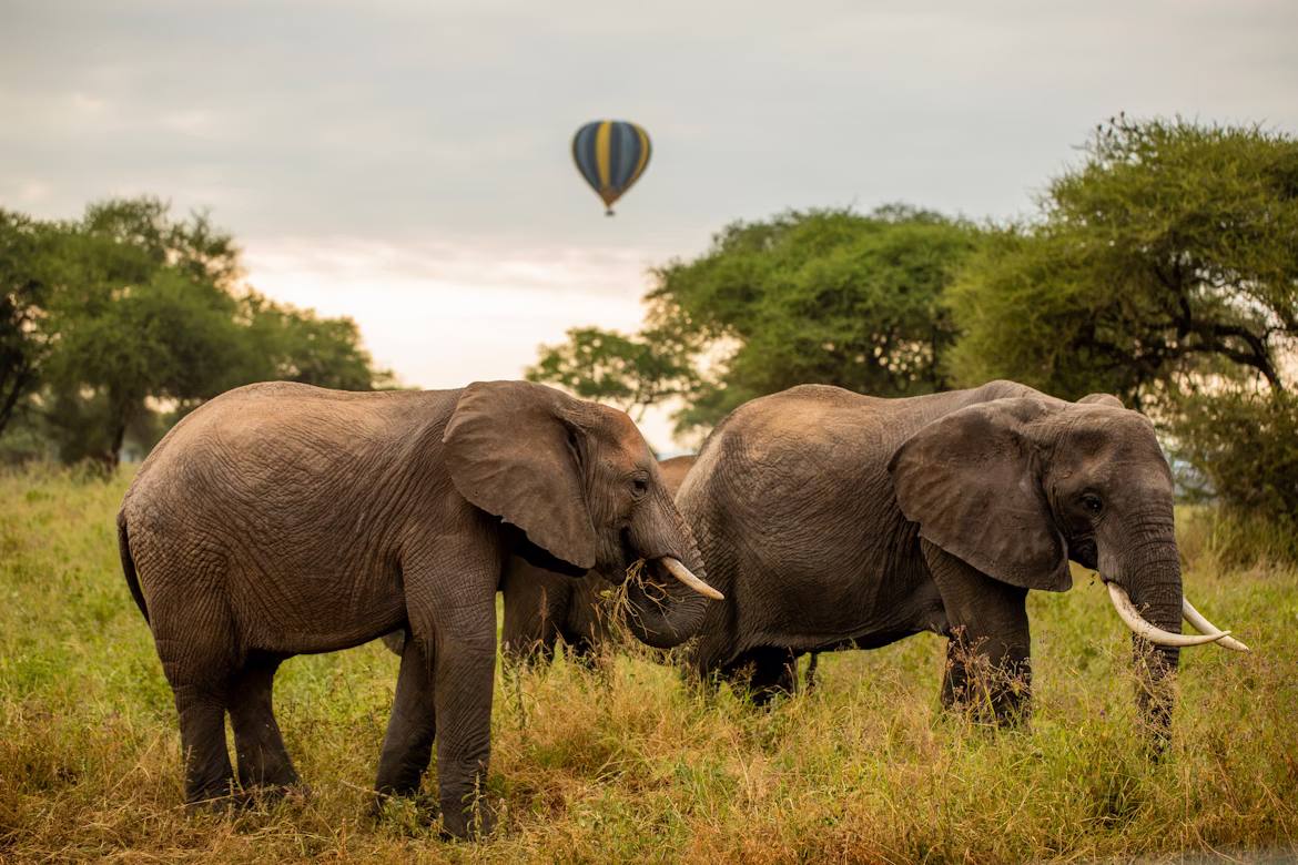 Elephant Herd