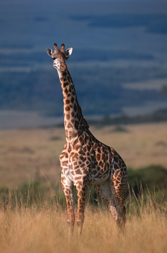 Giraffe