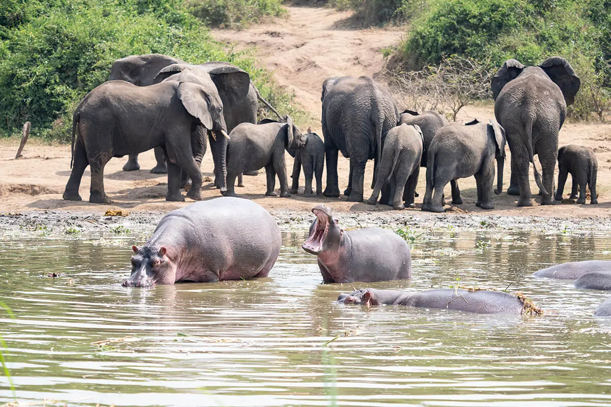 Hippos in Channel