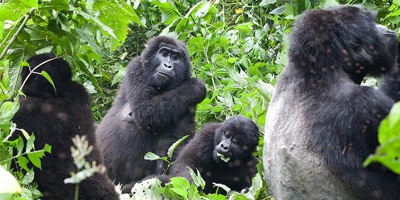 Silverback Gorilla