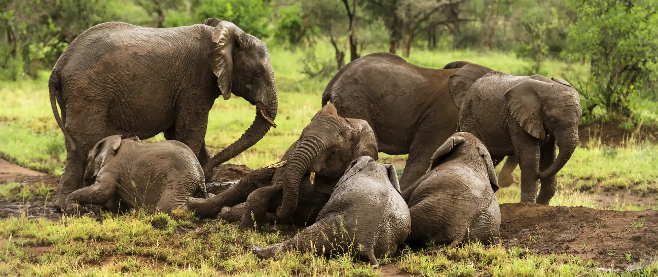 Elephant Herd