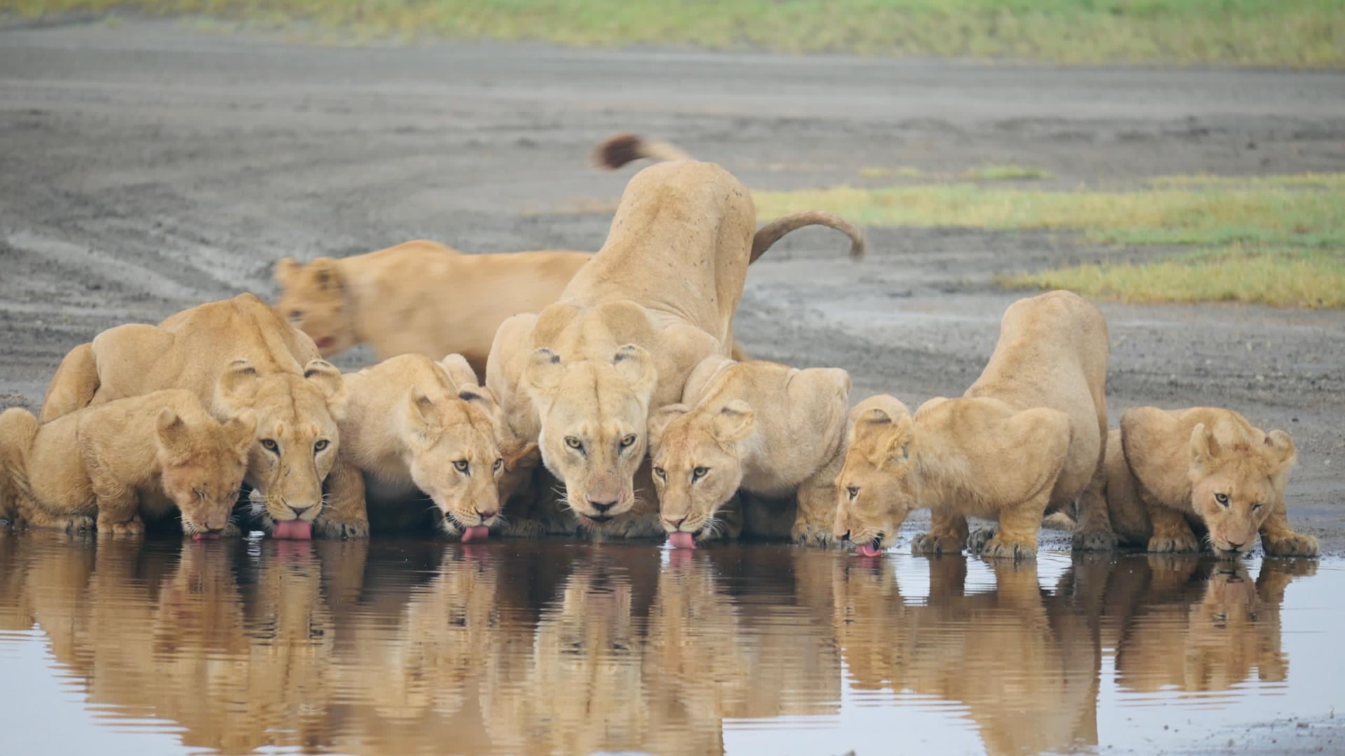 Lion Pride