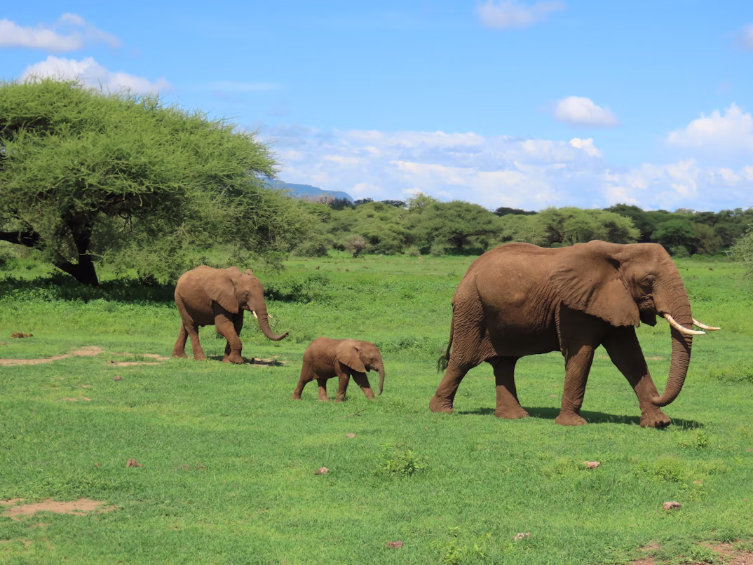 Tarangire National Park