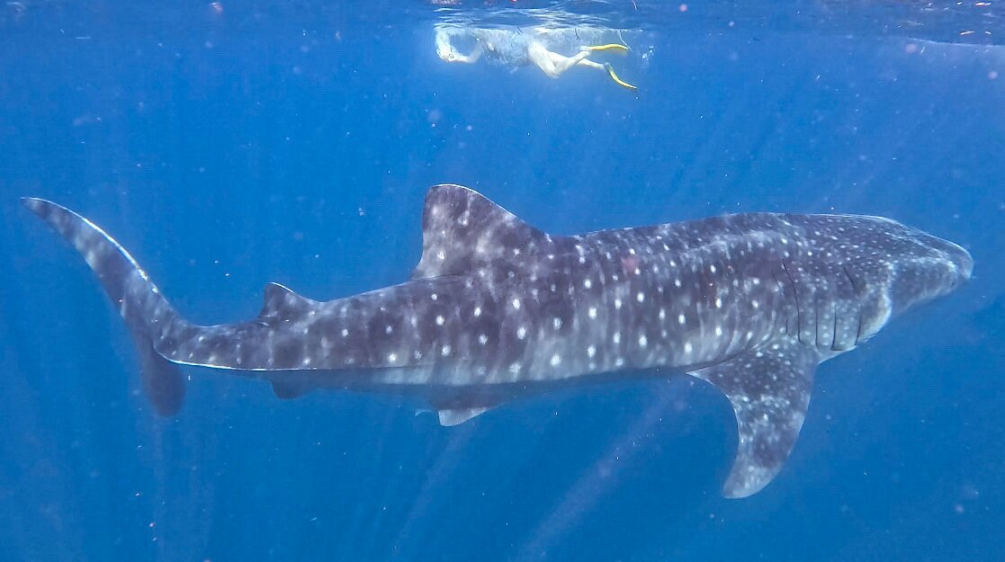 Whale Shark