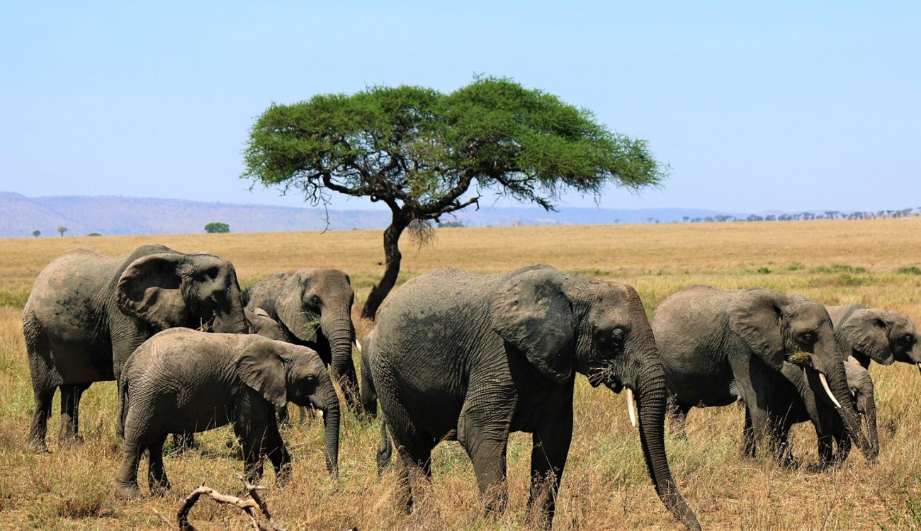 4 Day Northern Tanzania safari