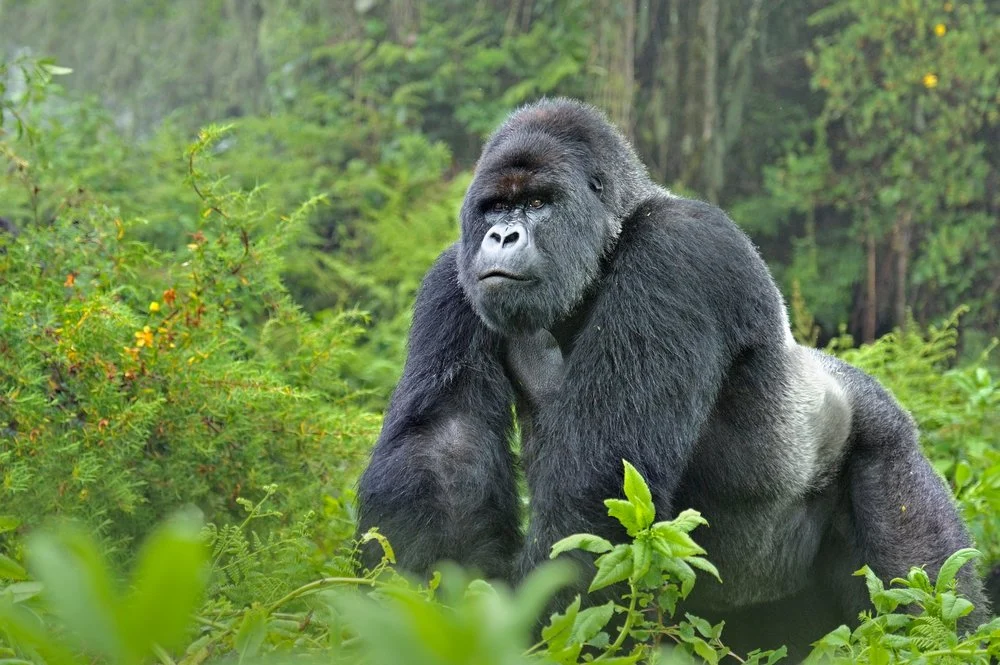 Silverback Gorilla